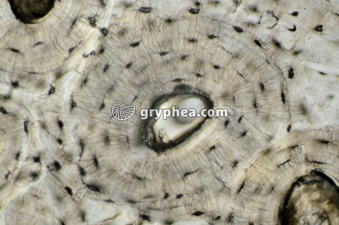 Os compact x100 - gryphea.com